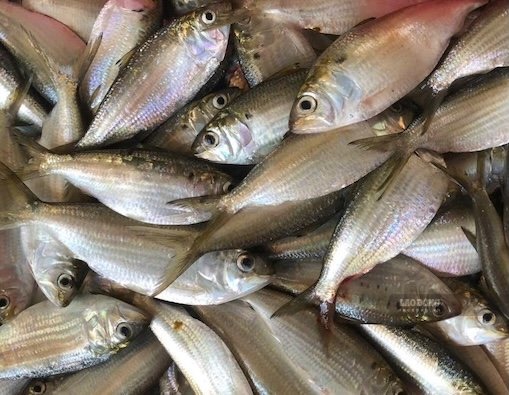 Along with salmon, mackerel, sardines can support kidney function. Photo: Kieu Vu