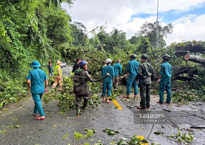 Forces quickly arrived to coordinate in handling the incident of an ancient kapok tree falling across the road on Bao Loc Pass at noon on August 9. Photo: Phuc Khanh