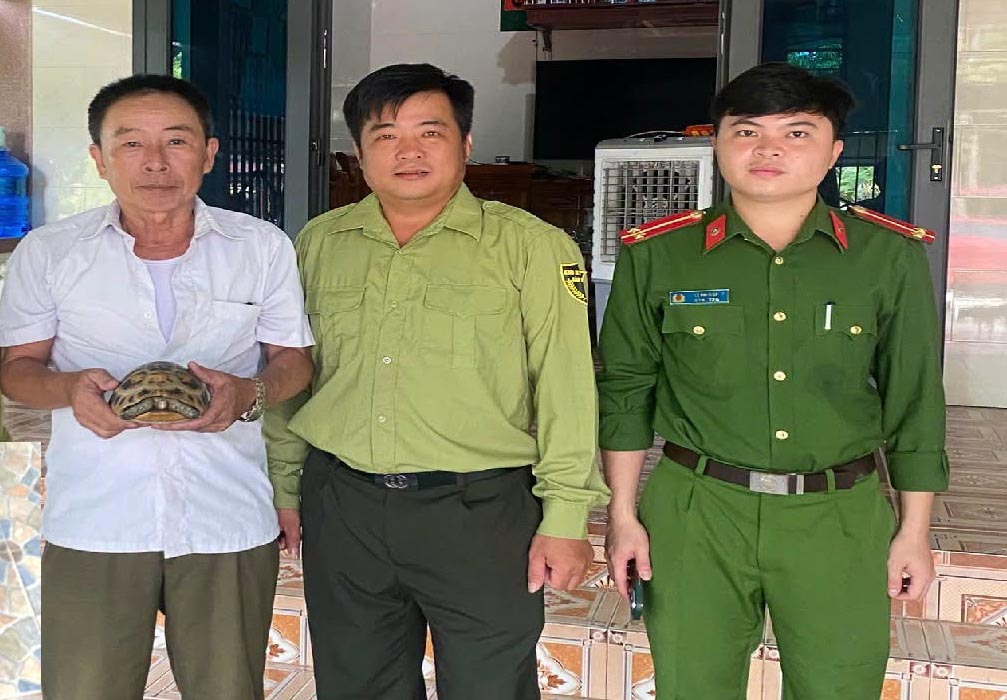 The golden mountain turtle individual that Mr. Thanh handed over to functional agencies. Photo: Ha Tinh Police