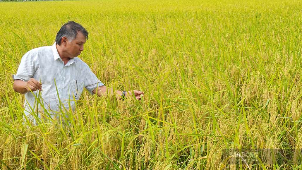 Taking care of high-quality rice tea in Ca Mau. Photo: Nhat Ho.