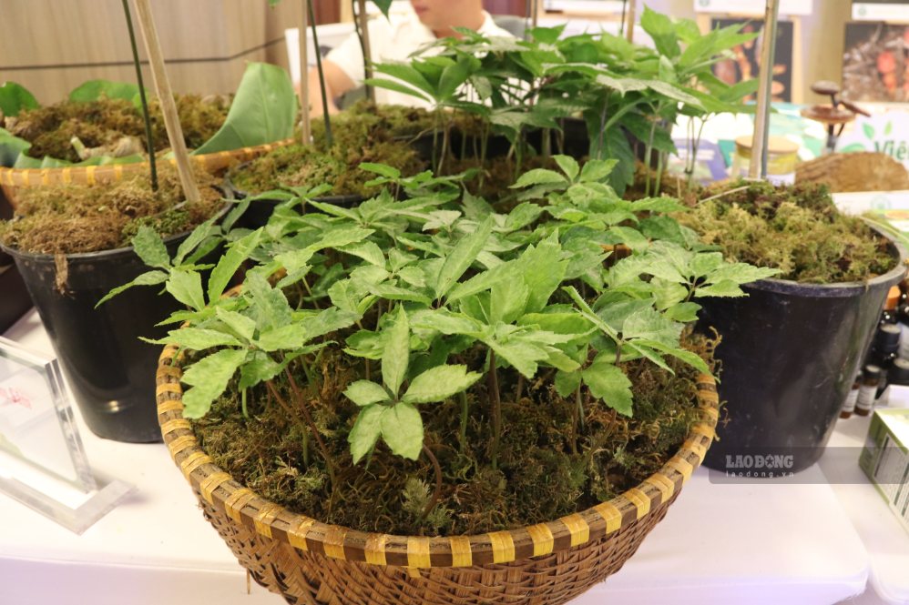 Ngoc Linh ginseng from 4 years old and older that meets specific standards for morphology and saponin content will be granted a geographical indication code and QR code stamp. Photo: Nguyen Linh
