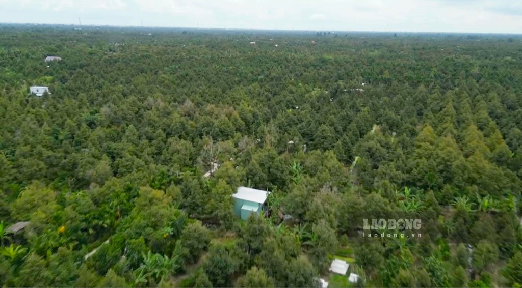 Dong Thap Provincial People's Committee requests to strengthen the management of planting area codes and packaging facility codes in the province. In the photo: a corner of Dong Thap province seen from above. Photo: Han Lam.