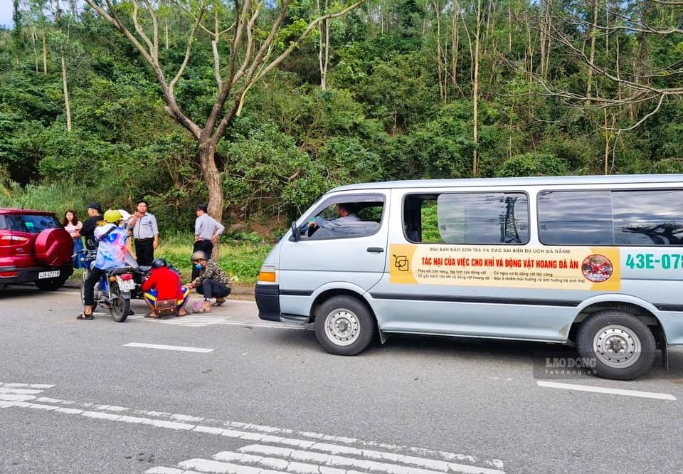 Ban Quản lý bán đảo Sơn Trà, Đà Nẵng nhắc nhở du khách không cho khỉ ăn để đảm bảo an toàn và bảo tồn đa dạng sinh học. Ảnh: Nguyễn Hoàng
