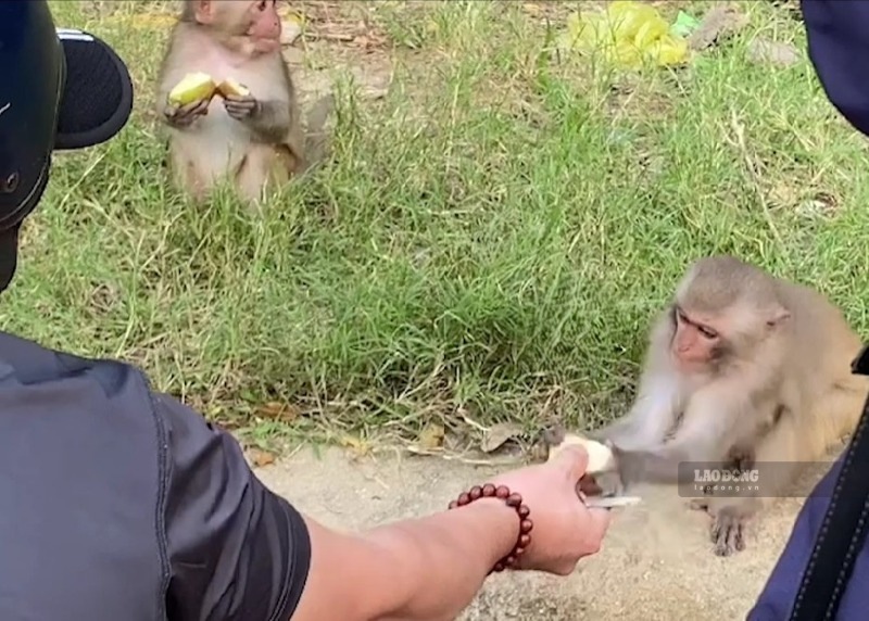 Tourists freely feed wild monkeys on Son Tra peninsula, Da Nang, causing monkeys to gradually lose their natural instincts. Photo: Nguyen Hoang