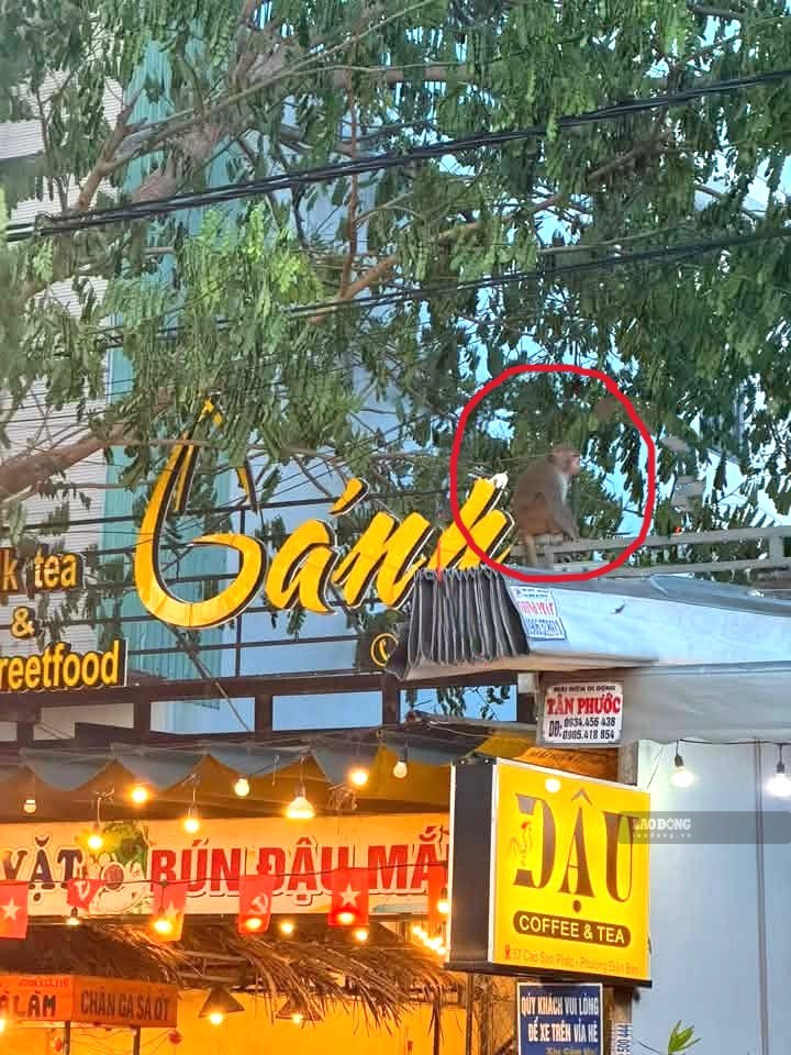 Cá thể khỉ “đại náo” khu dân cư ở Điện Bàn, Đà Nẵng hơn nữa tháng qua. Ảnh: Nguyễn Hoàng