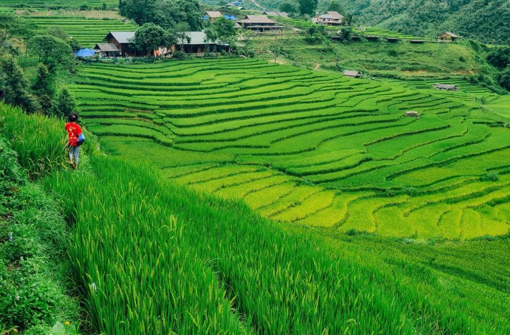 Ánh nắng mùa hè phủ xuống những thửa ruộng xanh mướt.