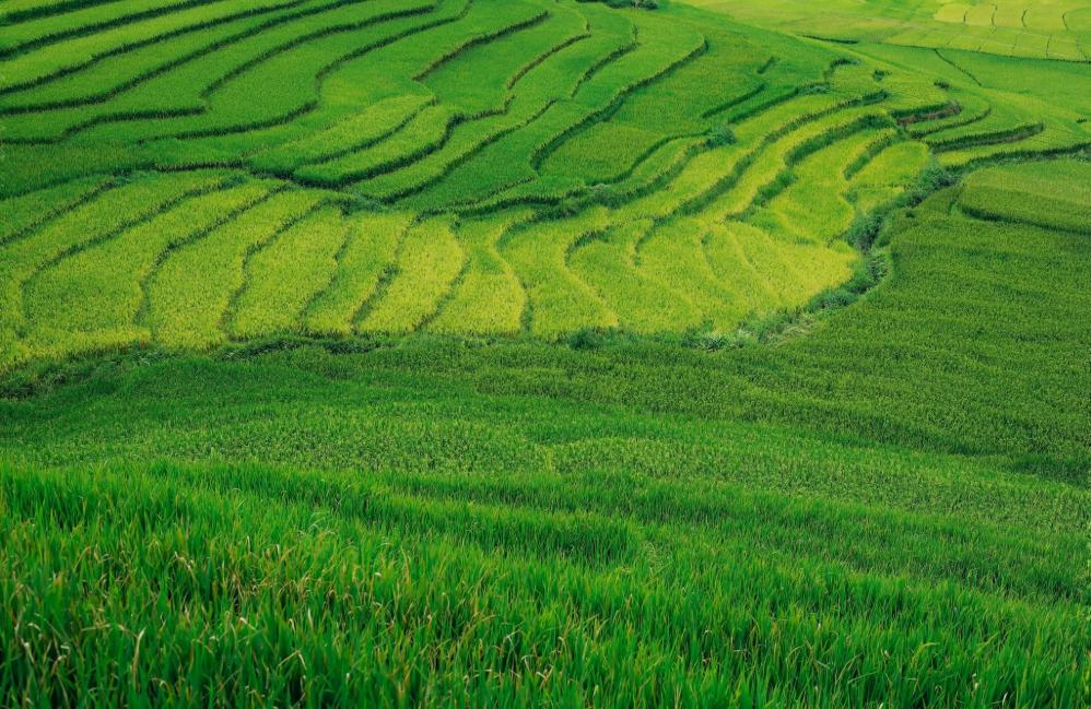 Sa Pa mùa lúa xanh mang vẻ đẹp dịu dàng, mát mắt.