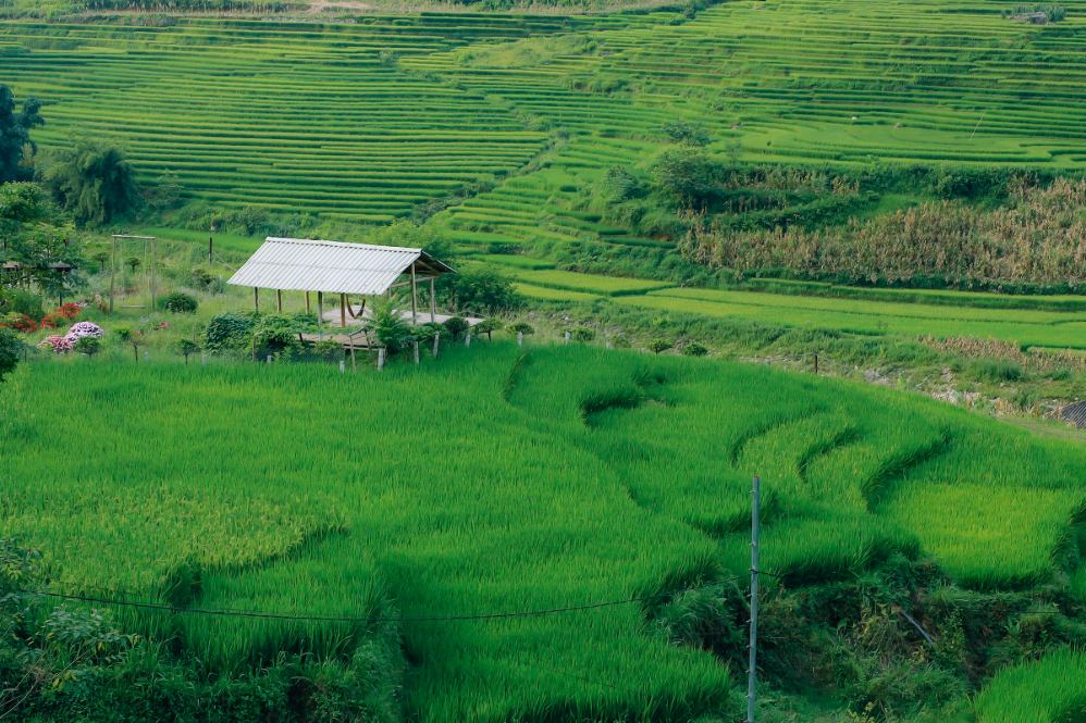 Mùa lúa xanh ở Sa Pa rơi vào tháng 7, 8 hàng năm. Ảnh: Phạm Tú
