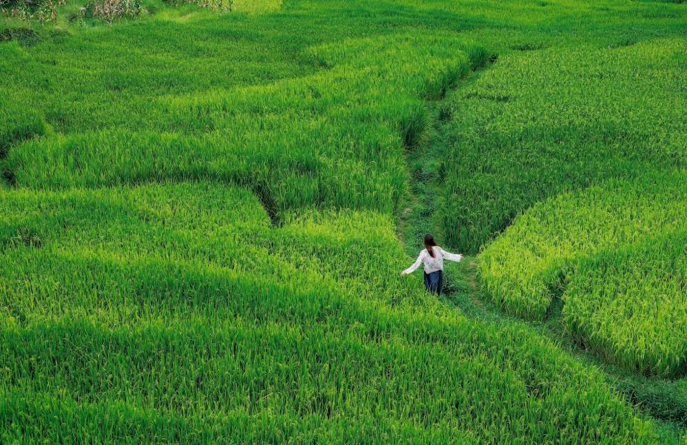 Green fields create a poetic scene in Sa Pa. Photo: Pham Tu