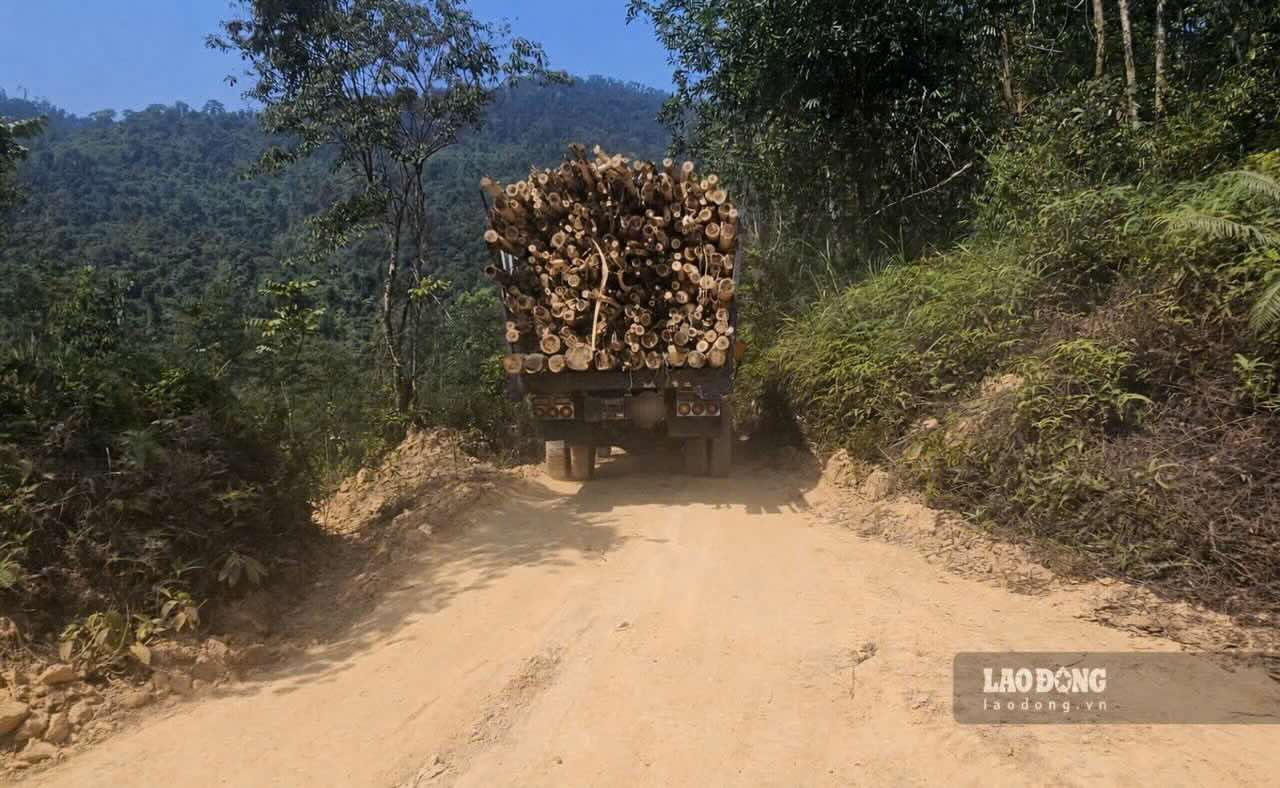 Một xe chở keo tràm ra khỏi khu vực khai thác rừng. Ảnh: Phúc Đạt.