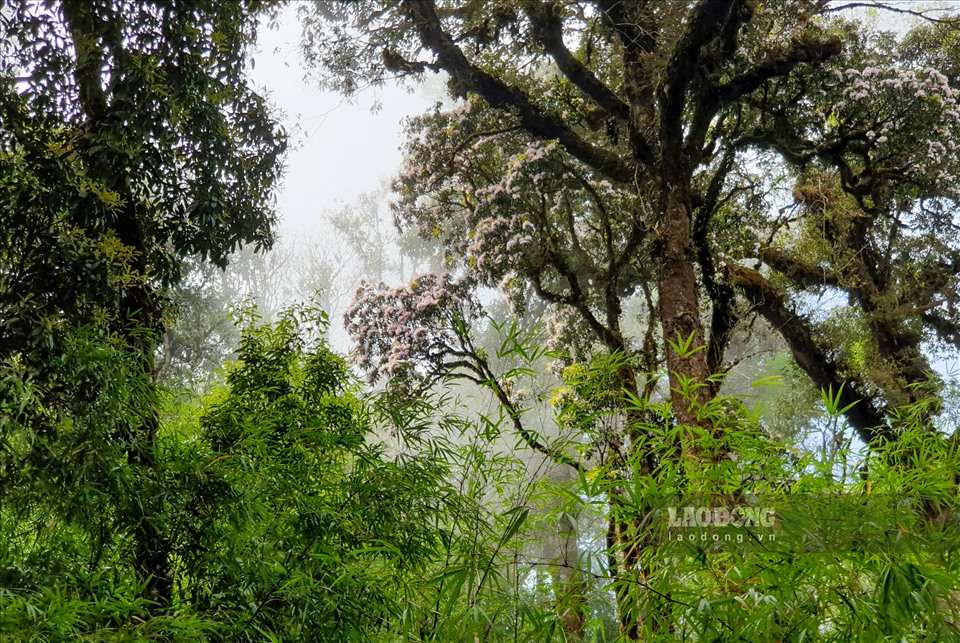 Lai Chau handed over a large area of natural forest and protection forest to the Management Board for management. Photo: Tan Van