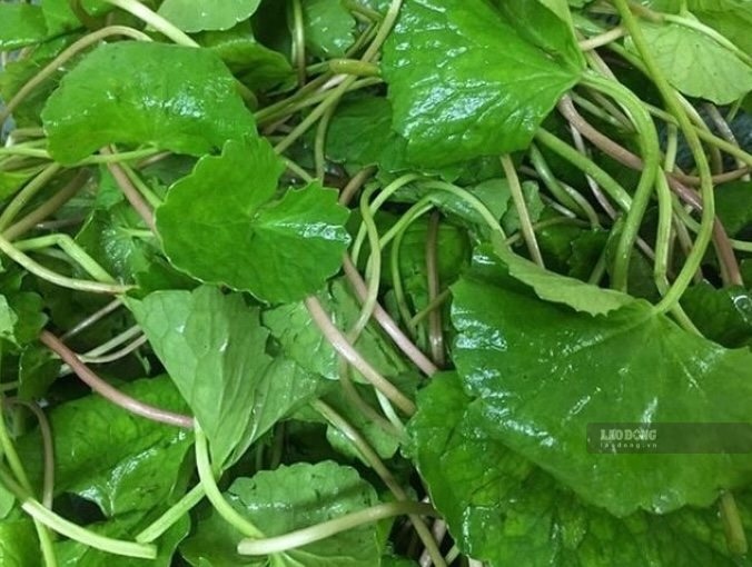 There are many ways to process pennywort to effectively support kidney function. Photo: Kieu Vu