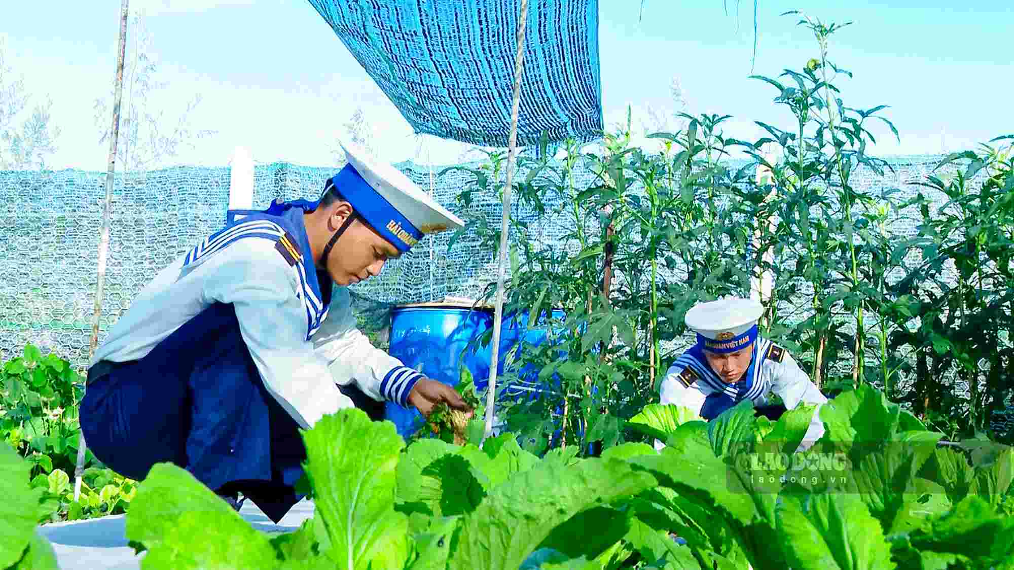 Green vegetable beds on Tien Nu Island. Photo: Nguyen Truong