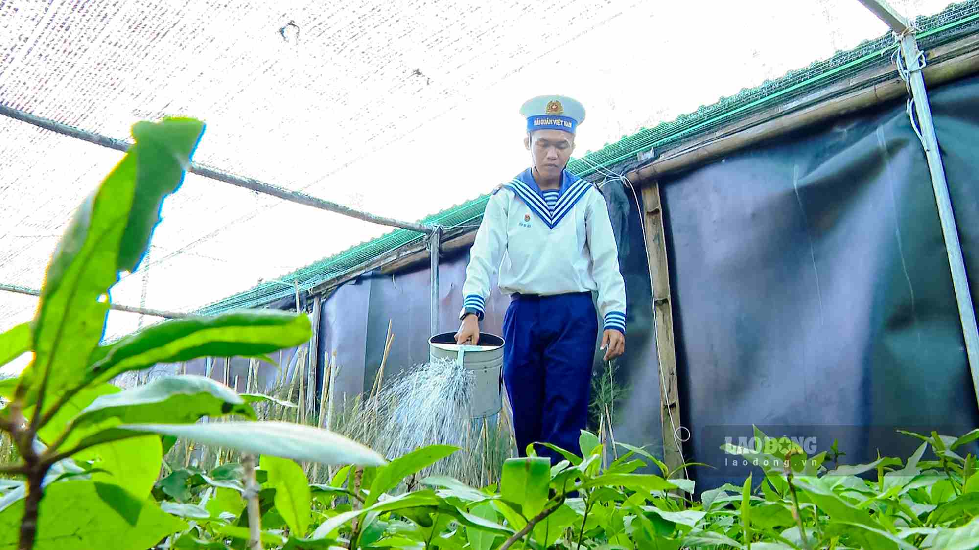 Những luống rau xanh mướt trên Đảo Tiên Nữ.