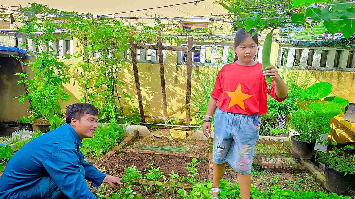 Những hạt giống rau mang từ đất liền ra, được bố con anh Nguyễn Thành Long (sinh sống tại ngôi nhà số 8 trên đảo Đá Tây A) gieo trồng và chăm sóc cẩn thận. 