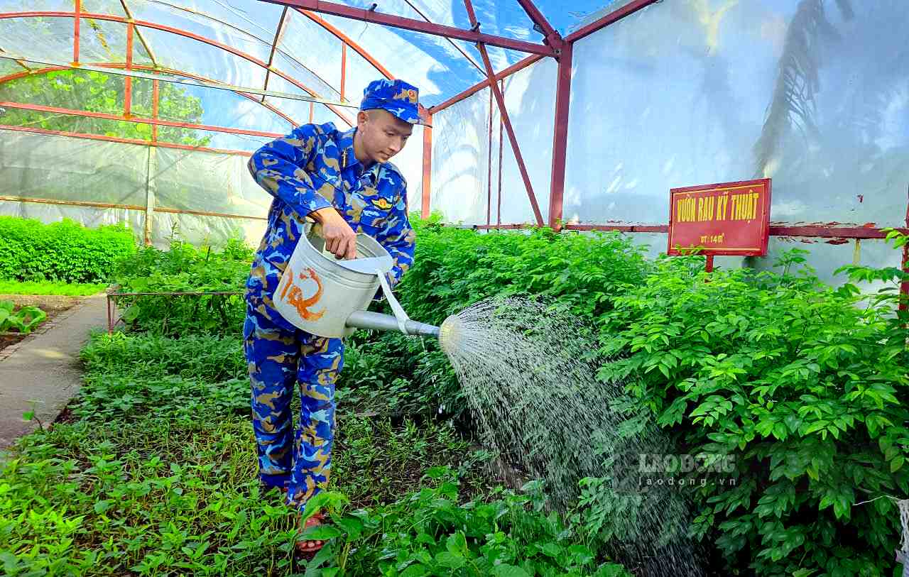 Các vườn rau trên các đảo đều được xây dựng khép kín, các loại rau được trồng thử nghiệm để chọn ra loại phù hợp nhất với môi trường trên đảo.  Ảnh: NGUYỄN TRƯỜNG