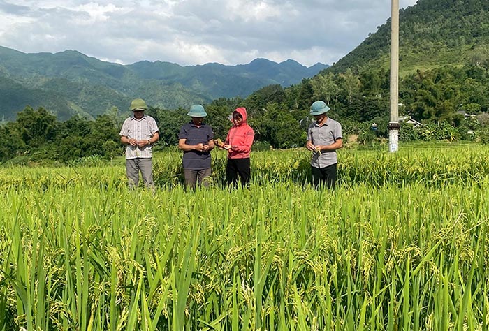 Farmers in Than Uyen commune (Lai Chau) inspect the quality of Seng Cu rice in the raw material area serving OCOP rice production. Photo: Lai Chau Provincial e-Portal