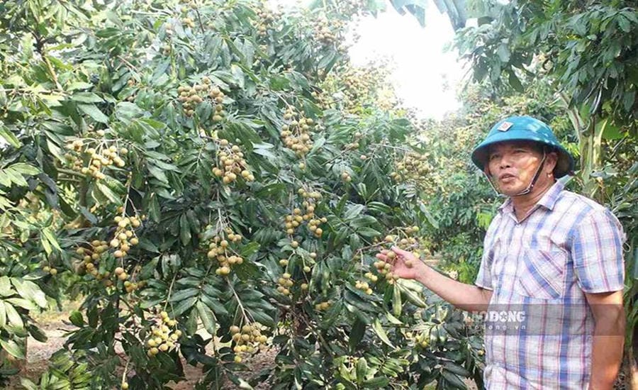 Mr. Tran Van My - Director of Quyet Thang Cooperative - shares about the situation of longan production in 2026. Photo: Mai Huong