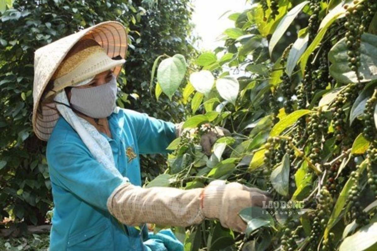 Pepper price today, August 14th: Unchanged for the 3rd consecutive day. Photo: Thanh Tuan