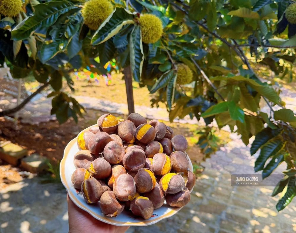 Hạt dẻ