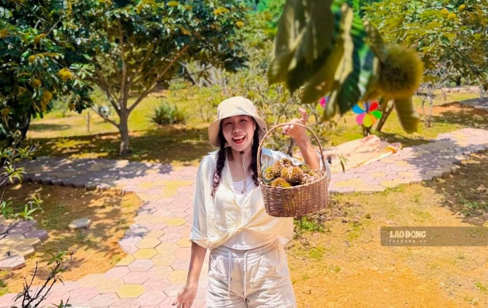 Tourists experience picking chestnuts at the garden. Photo: Dinh Hoai