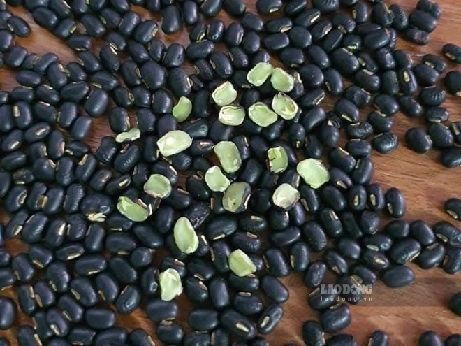 Roasted black bean water is a familiar drink, which can help reduce fatty liver. Photo: Quang Minh.
