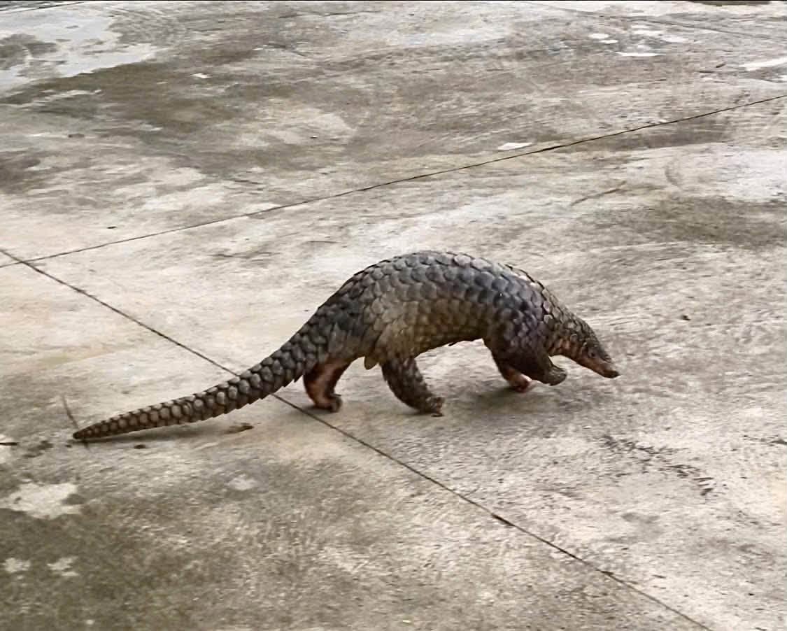 La policía de la comuna de Đắk Liêng, provincia de Đắk Lắk, recibe un pangolín precioso del Sr. Y Quyền Je. Foto: Policía de Đắk Lắk