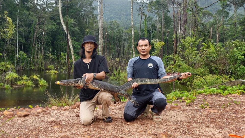 Rare ornamental iguana is released back into the natural forest in Phu Quoc. Photo: Hoang Dung/Phu Quoc Special Zone General Service Center