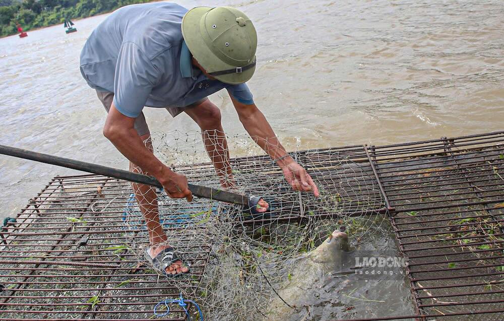 Ông Nguyễn Văn Mẹo chăm sóc, kiểm tra đàn cá trắm trong lồng nuôi. Ảnh: Thanh Trung