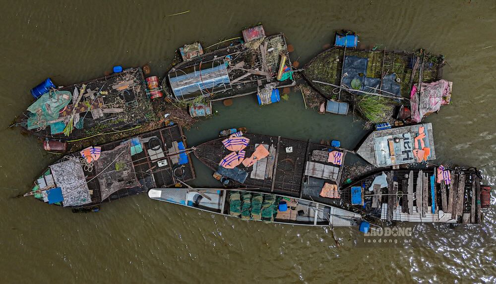 Carp cages are close together in the middle of the Son River. Photo: Nguyen Luan
