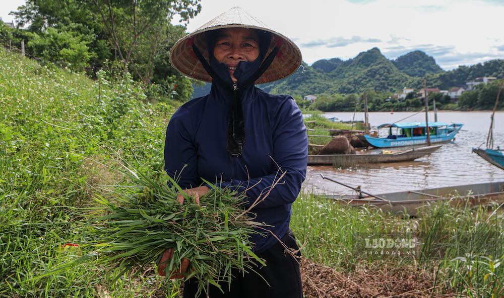 Người dân ven sông Son cắt cỏ, nguồn thức ăn tự nhiên được sử dụng để nuôi cá trắm. Ảnh: Thanh Trung