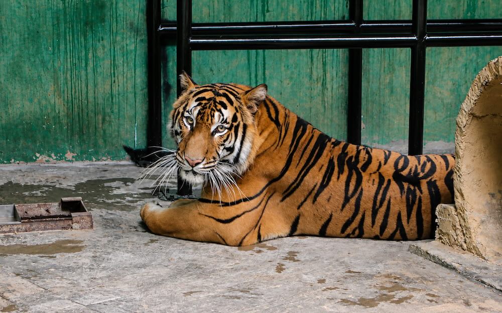 Indochinese tiger herd after many years of escaping wildlife trafficking. Photo: Nguyen Luan
