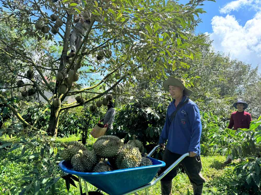 Dak Lak has been and is building a sustainable durian ecosystem to enhance the value of the industry in the near future. Photo: Bao Trung