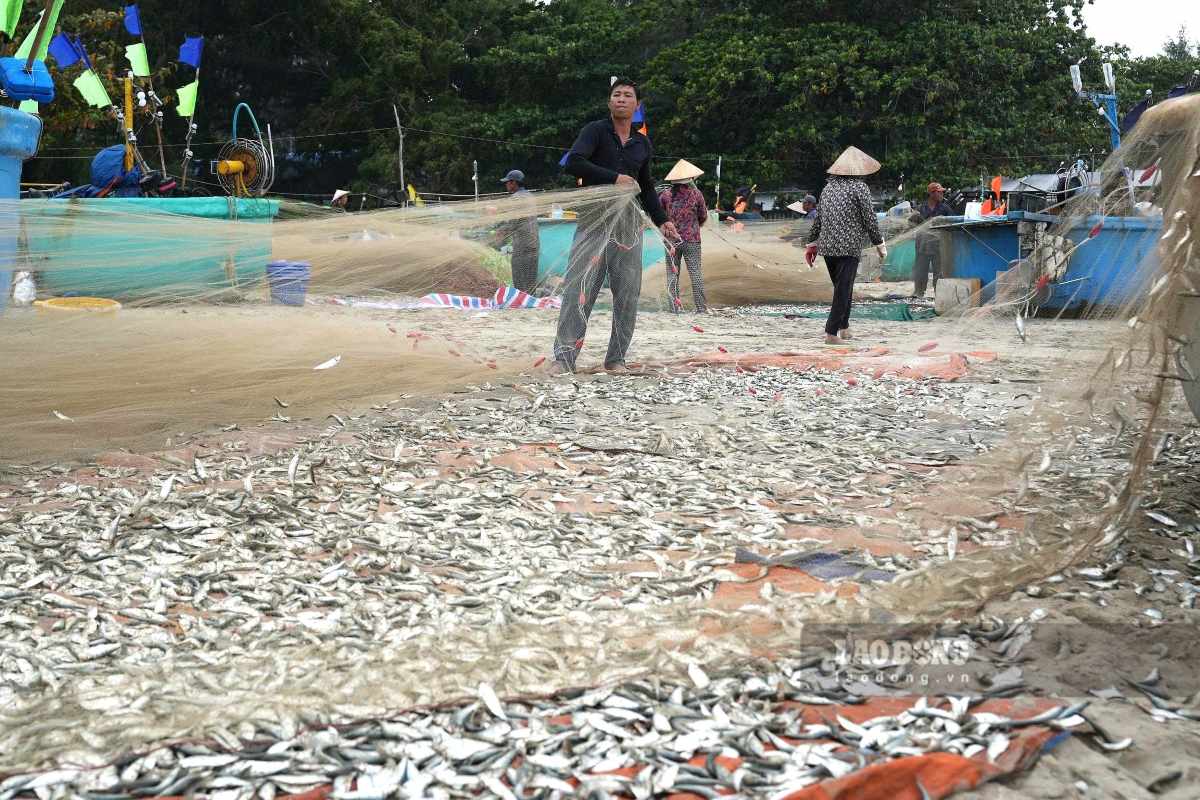 Fishermen harvest herring in Long Hai. Photo: Thanh An