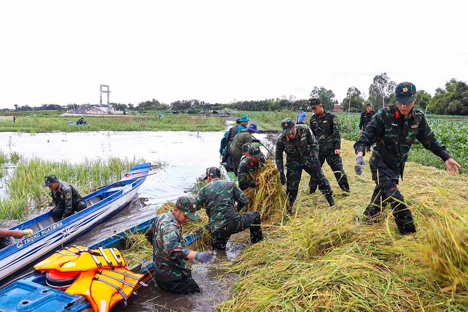 Lực lượng cán bộ chiến sĩ đến hỗ trợ người dân thu hoạch lúa chạy lũ. Ảnh: TT Vĩnh Hưng