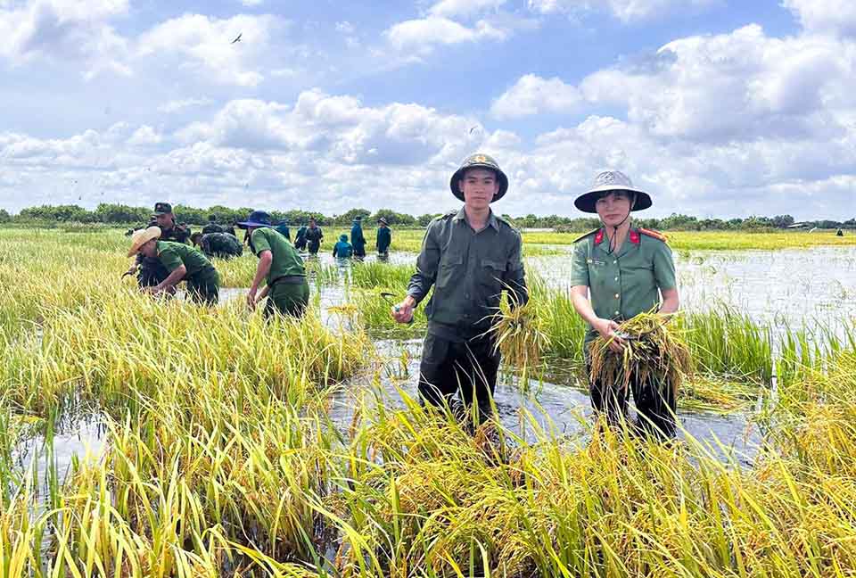 Lực lượng Công an hỗ trợ giúp dân thu hoạch lúa chạy lũ. Ảnh: TT Vĩnh Hưng