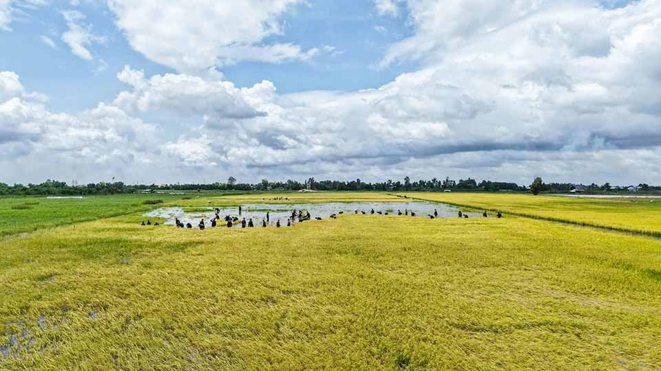 10 ha lúa nếp của anh Đỗ Văn Hiếu chuẩn bị thu hoạch đã ngập sâu trong nước. Ảnh: TT Vĩnh Hưng