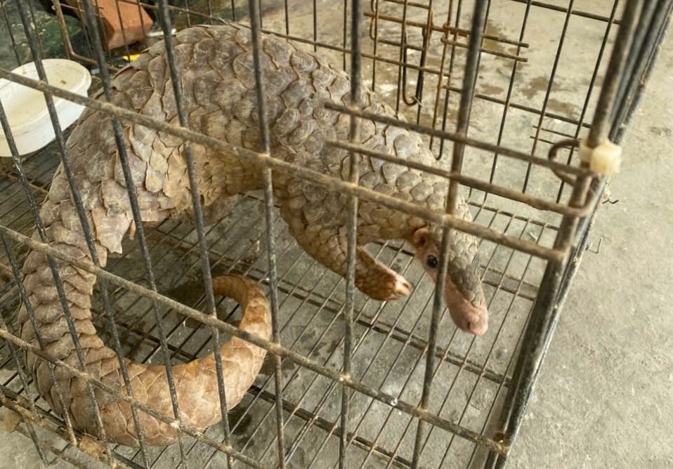 Pangolins belong to the group of endangered and rare animals. Photo: Nghe An Police