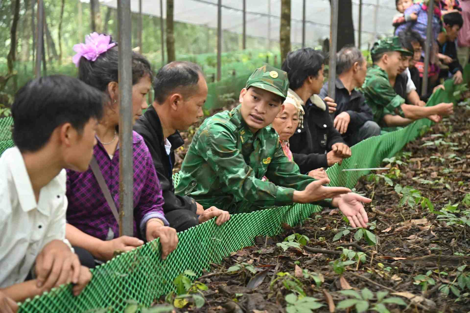 Les gardes-frontières guident les habitants du village de Ngải Thẩu, commune de Sì Lở Lầu, sur la façon de planter et d'entretenir le ginseng de Lai Châu. Photo: Đức Duẩn/BĐBP de la province de Lai Châu