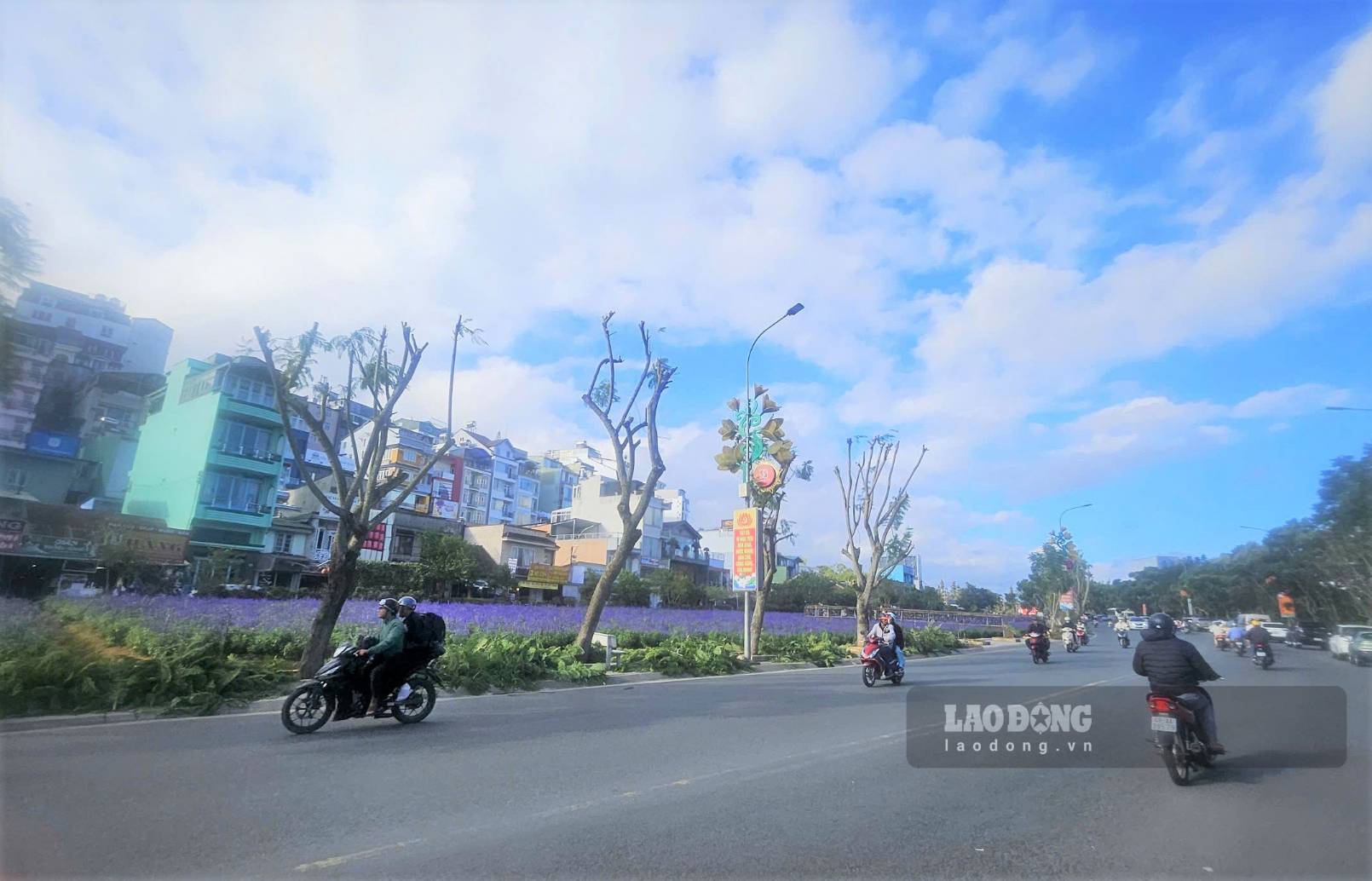 Hàng phượng tím bị cắt tỉa khiến người dân, du khách nuối tiếc. Ảnh: Hoài Thanh