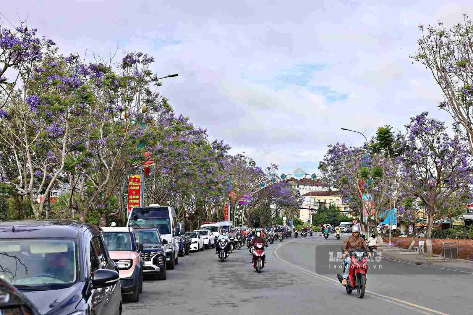 Purple phoenix trees bloom beautifully on Nguyen Van Cu street (Da Lat). Photo: Hoai Thanh