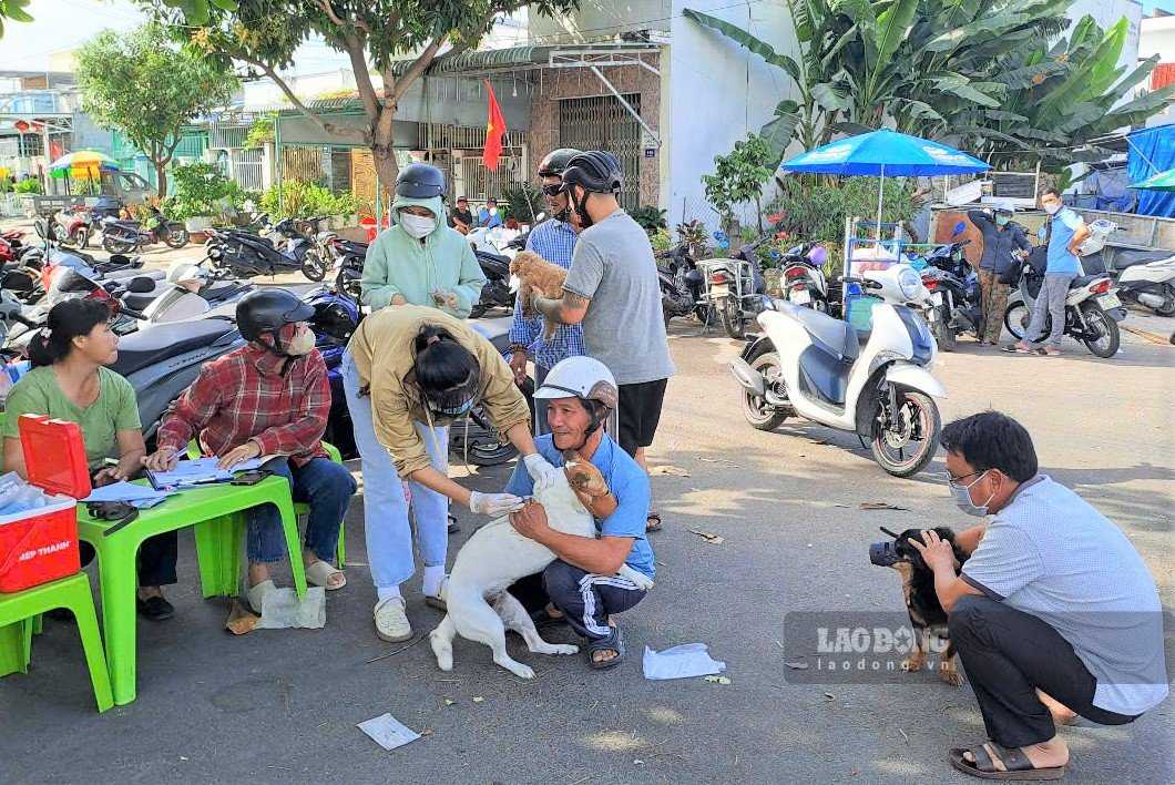 Cán bộ thú y Lâm Đồng tiêm vắc xin phòng chống bệnh dại cho chó, mèo. Ảnh: Điệu Hiền