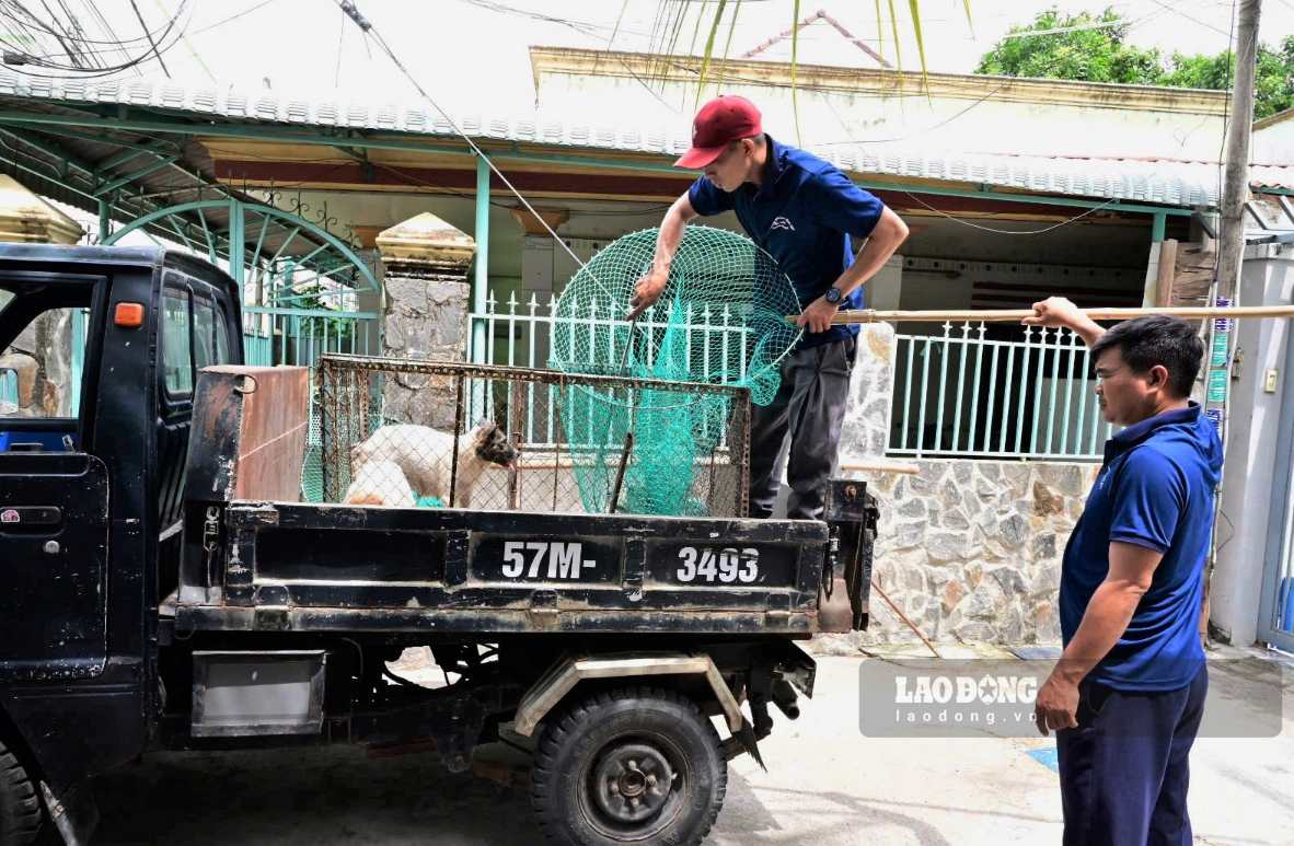 Lam Dong se centra en el manejo de perros callejeros, prevención de la rabia. Foto: Phuc Khanh