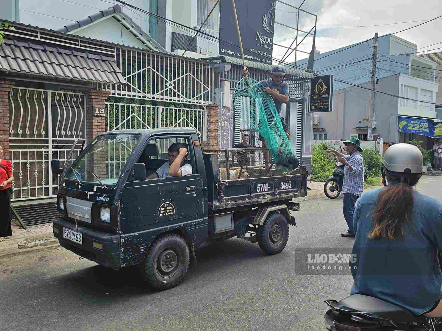 Xử lý chó thả rông là một trong những giải pháp phòng chống bệnh dại dại. Ảnh: Phúc Khánh