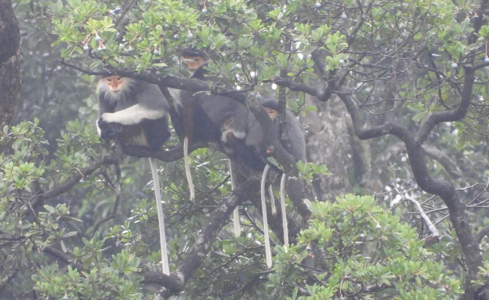 Red-shanked douc langur herd discovered. Photo: Nam Quang Tri Special-Use Forest Management Board