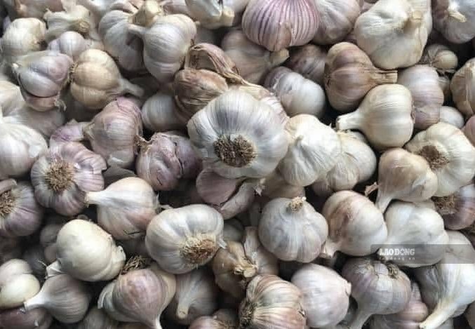 Garlic is a good spice but there are groups of people who need to limit its use. Photo: Kieu Vu