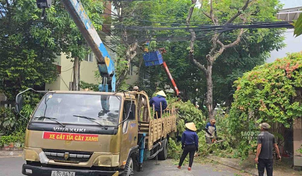 Da Nang organise un examen et une taille des arbres de rue avant la saison des pluies et des tempêtes. Photo: An Thuong