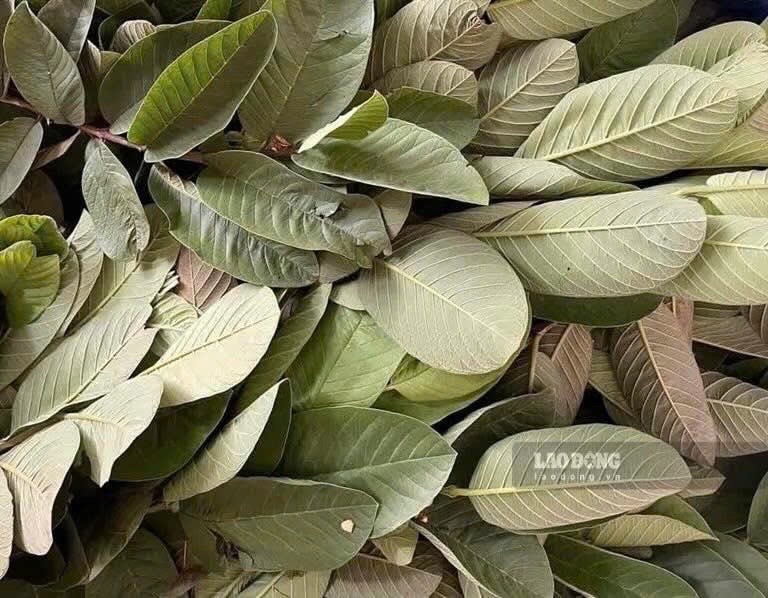 People with blood pressure need to use guava leaf water properly. Photo: Quang Minh.