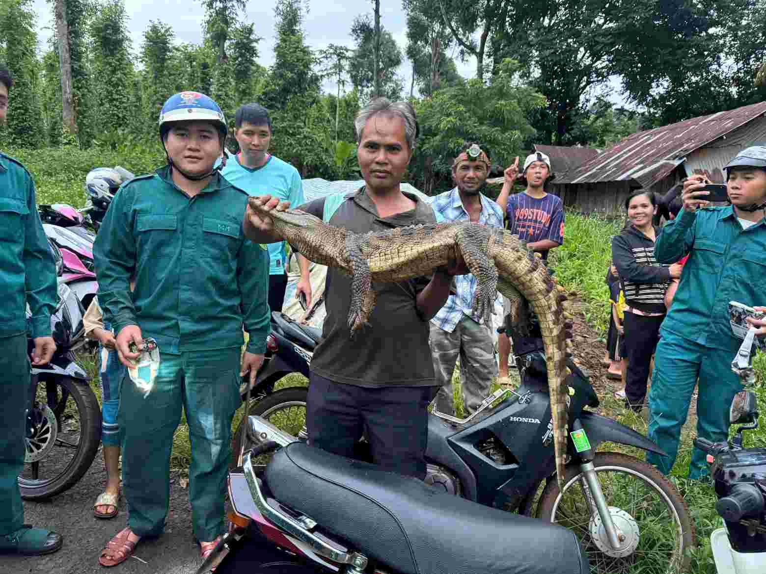 People and functional agencies caught the crocodile after more than half a month of searching. Photo: Reader provided
