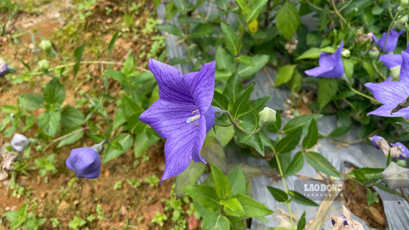 Những cây dược liệu như cát canh, đường quy... đang đem về nguồn thu nhập ổn định cho người dân địa phương. Ảnh: Đinh Đại